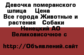 Девочка померанского шпица. › Цена ­ 40 000 - Все города Животные и растения » Собаки   . Ненецкий АО,Великовисочное с.